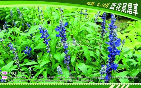 原香&#8226;國際香草園