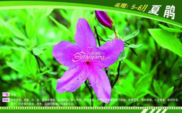 原香&#8226;國際香草園
