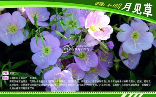 原香&#8226;國際香草園